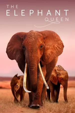 The Elephant Queen อัศจรรย์ราชินีแห่งช้าง