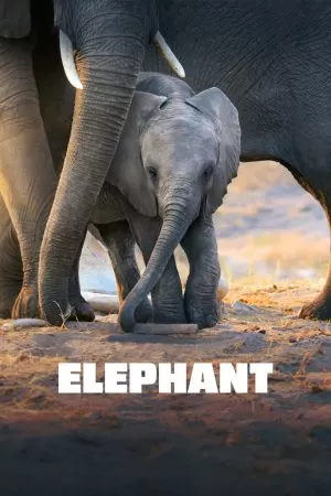 Elephant อัศจรรย์แห่งช้าง